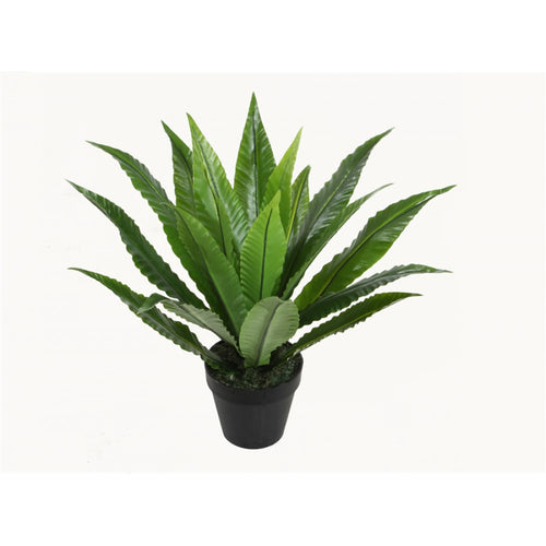 50cm Bird's Nest Fern w/pot FLW181J