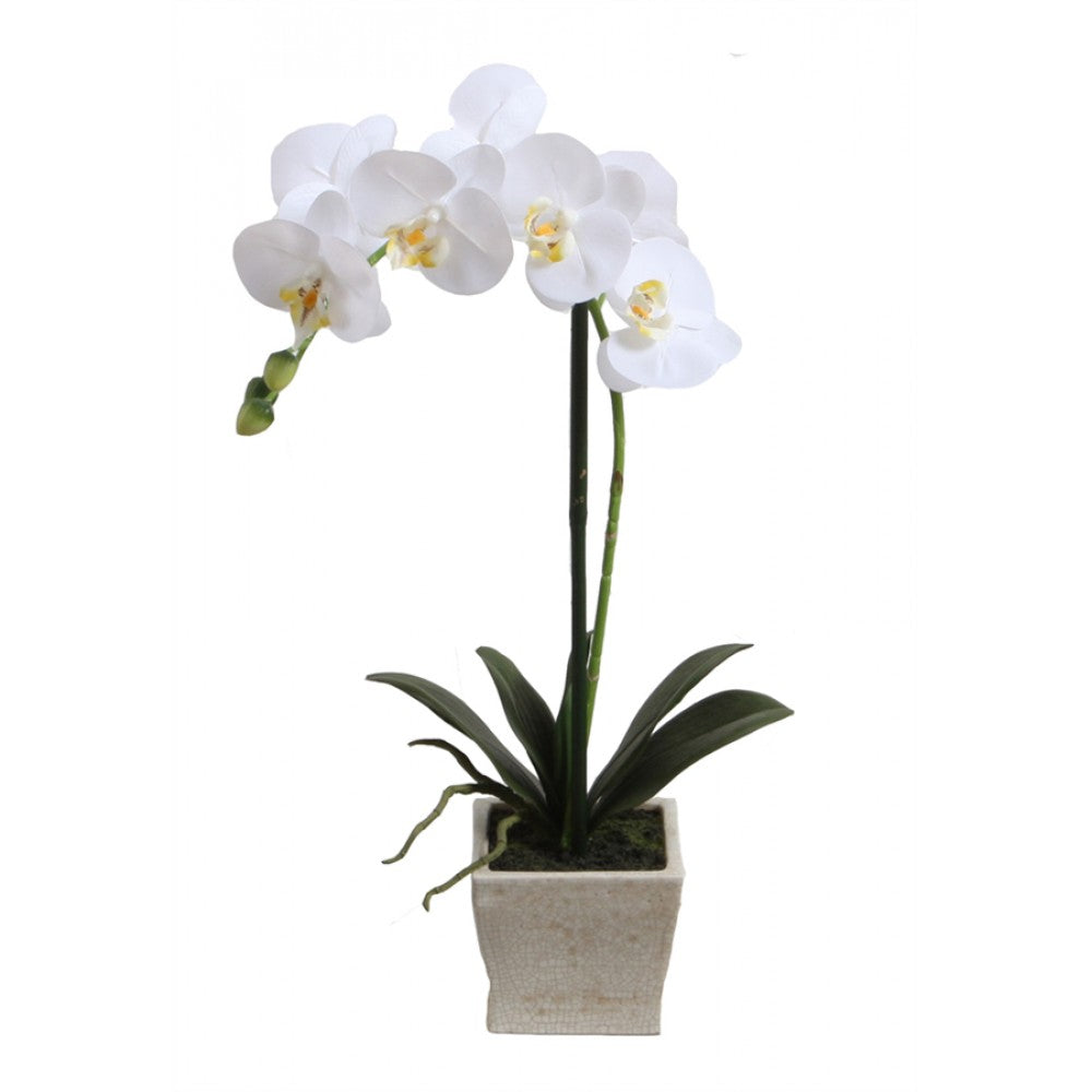 51cm Phalaenopsis w/pot FLW181L