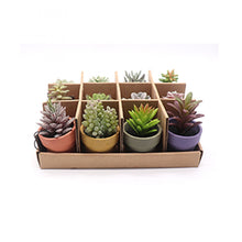 10.5 CM Assorted Succulent in Paper Mache Pot with PDQ Packing (price for 1 pot) FLW183