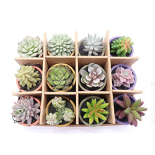 10.5 CM Assorted Succulent in Paper Mache Pot with PDQ Packing (price for 1 pot) FLW183