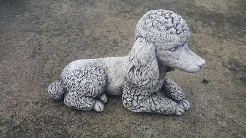 Sitting Poodle Dog