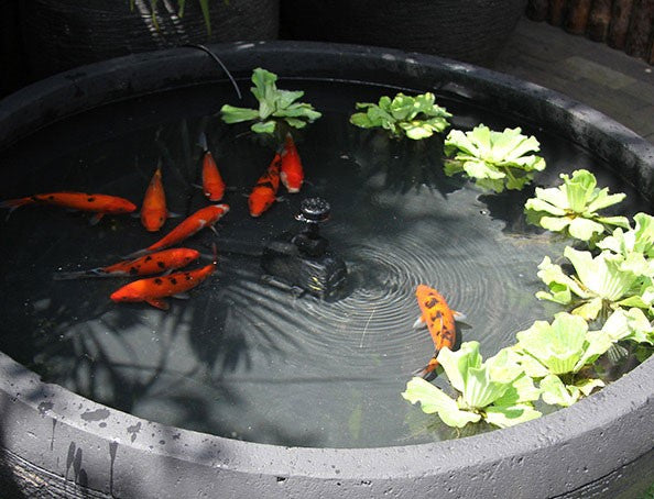 fish-pond-2-galleria_1024x1024.jpg?v=1548720694